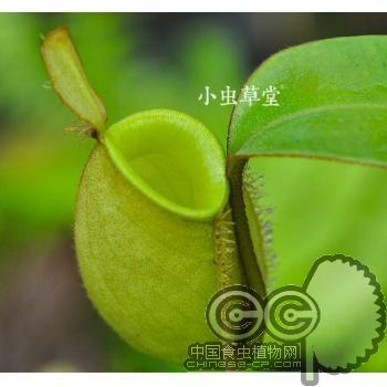 绿苹果猪笼草[N.ampullaria(Green)]新手进阶推荐