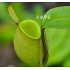 绿苹果猪笼草[N.ampullaria(Green)]新手进阶推荐
