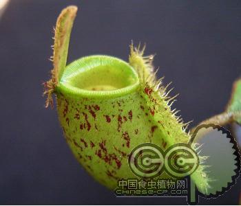 斑苹果猪笼草[N.ampullaria(Spotted)]新手进阶