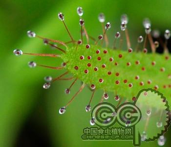 阿帝露茅膏菜(M)绿植盆栽|室内花卉|食虫草(新手必备)