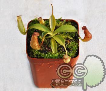 红斑猪笼草(S)苗|盆栽|花卉|食虫草|另类宠物(新手必备)