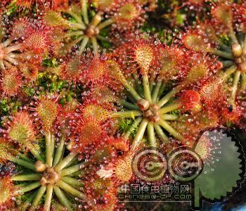 绒毛茅膏菜(D.capillaris)花卉|食虫草(新手必备)
