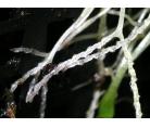螺旋狸藻(Genlisea lobata x violacea)