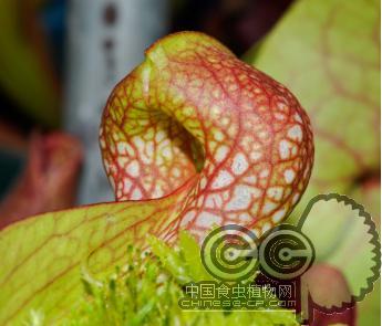 鹦鹉瓶子草(S)(S.psittacina)