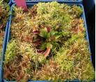 活水苔（水草|泥炭藓）食虫植物铺盆|盆栽装饰保湿|生态水陆造景