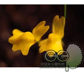 金花狸藻(U.chrysantha)