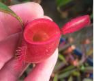 红苹果猪笼草[N.ampullaria(Brunei Red)]