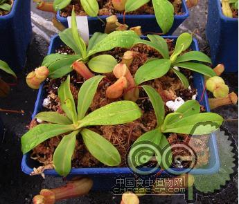 葫芦猪笼草(S)(N.ventricosa)