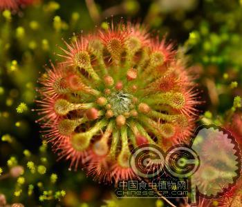 晓美茅膏菜(Drosera allantostigma)迷你茅