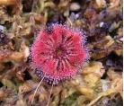 晓美茅膏菜(Drosera allantostigma)迷你茅