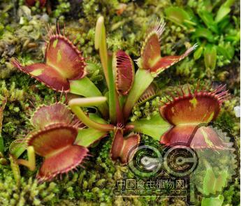 斑锦捕蝇草(Dionaea muscipula variegated traps)