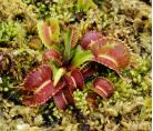 斑锦捕蝇草(Dionaea muscipula variegated traps)