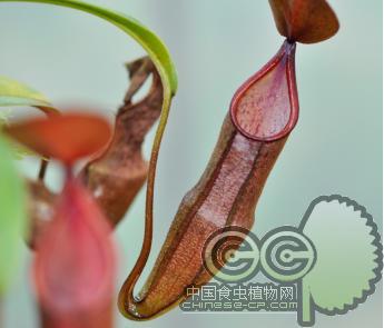 食虫植物-血红猪笼草(S)
