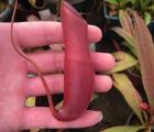 野猪（深红）(Nepenthes mirabilis)奇异猪笼草