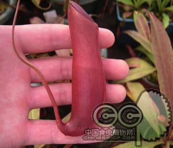 野猪（深红）(Nepenthes mirabilis)奇异猪笼草