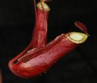 野猪（深红）(Nepenthes mirabilis)奇异猪笼草