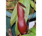 野猪（深红）(Nepenthes mirabilis)奇异猪笼草