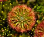 晓美茅膏菜(Drosera allantostigma)迷你茅