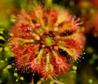 晓美茅膏菜(Drosera allantostigma)迷你茅