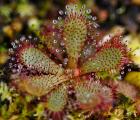 汉米尔顿茅膏菜(Drosera hamiltonii)