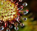 汉米尔顿茅膏菜(Drosera hamiltonii)