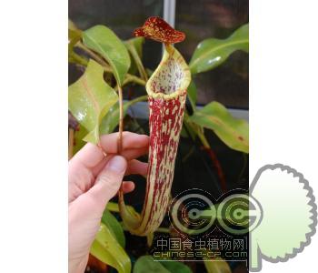 窄叶猪笼草(S)(N.stenophylla)