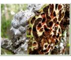 蚁栖植物-块茎蚁巢木(L)(Myrmecodia tuberosa)蚂蚁|另类|蚁巢玉