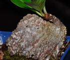 蚁栖植物-块茎蚁巢木(SS)(Myrmecodia tuberosa)蚂蚁植物|另类|蚁巢玉