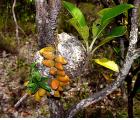 蚁栖植物-大王花眼树莲(Dischidia rafflesiana)蚂蚁|另类植物