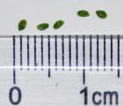 无节茅膏菜(D.dichrosepala ssp.enodes)迷你茅