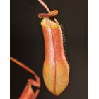 小猪笼草(N.gracilis)