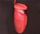 辛布亚猪笼草（红）[N.sibuyanensis(Red)]