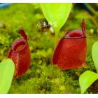 红苹果猪笼草（威廉红x三色）[N.ampullaria(Williams red x Harlequin)]