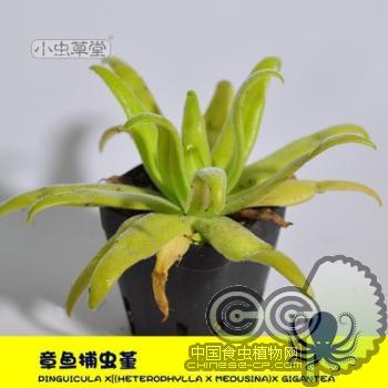 章鱼捕虫堇Pinguicula x[(heterophylla x medusina)x gigantea